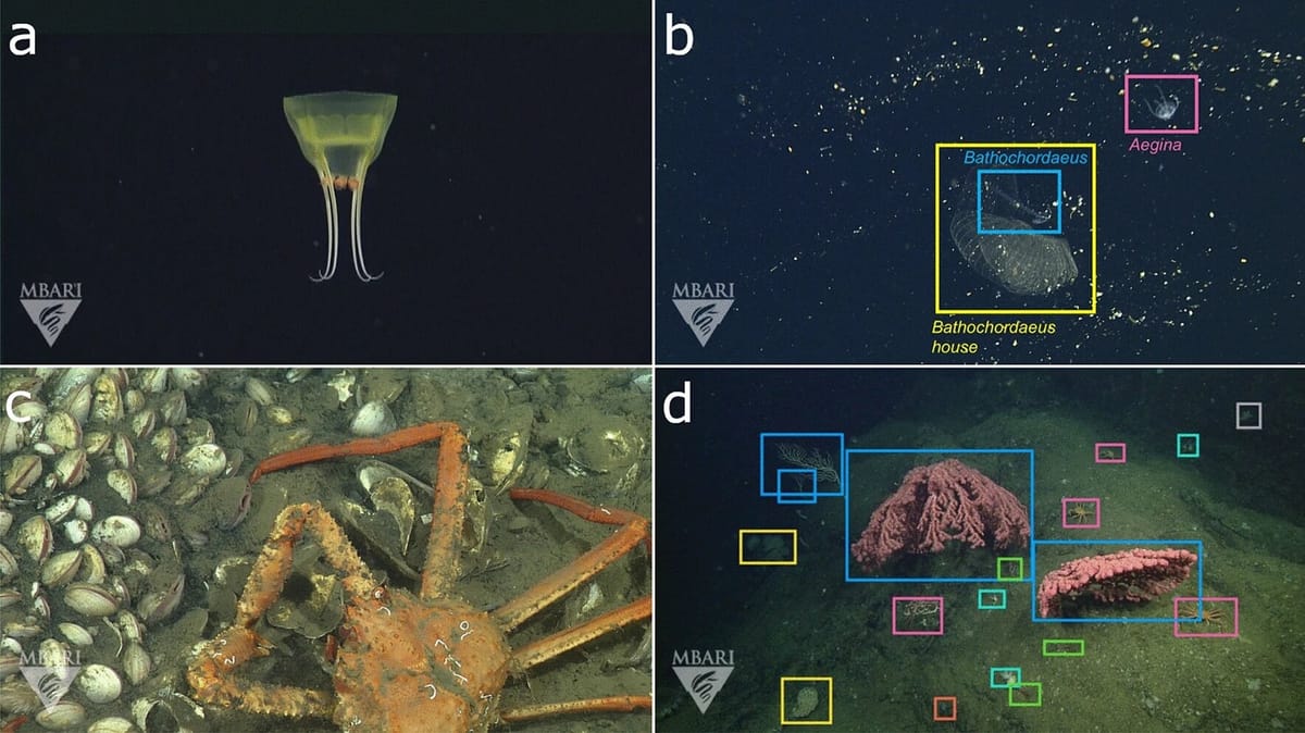 An open-source image database that unlocks the power of artificial intelligence for ocean research Post feature image